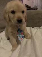 Oakley , a male Golden Retriever for sale in West Liberty, KY – 2 of 7