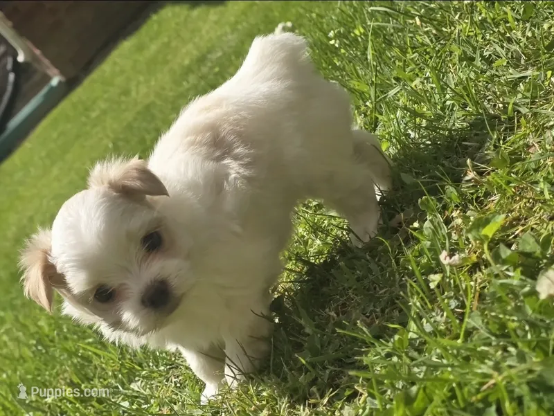 Echo – Morkie puppy for sale in West Liberty, KY