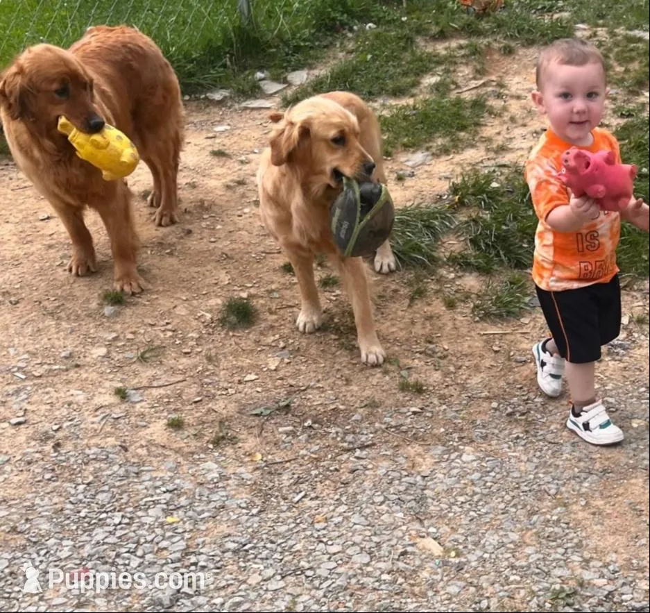 Brody , a male Golden Retriever for sale in West Liberty, KY – Photo 5 of 7
