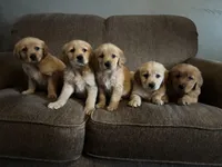 Brody , a male Golden Retriever for sale in West Liberty, KY – Photo 2 of 7