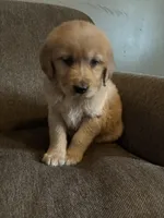 Brody , a male Golden Retriever for sale in West Liberty, KY – Photo 1 of 7