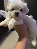 Roxie , a female Maltese for sale in West Liberty, KY – 2 of 2