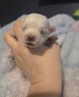 Fin, a male Morkie for sale in West Liberty, KY – Photo 2 of 2