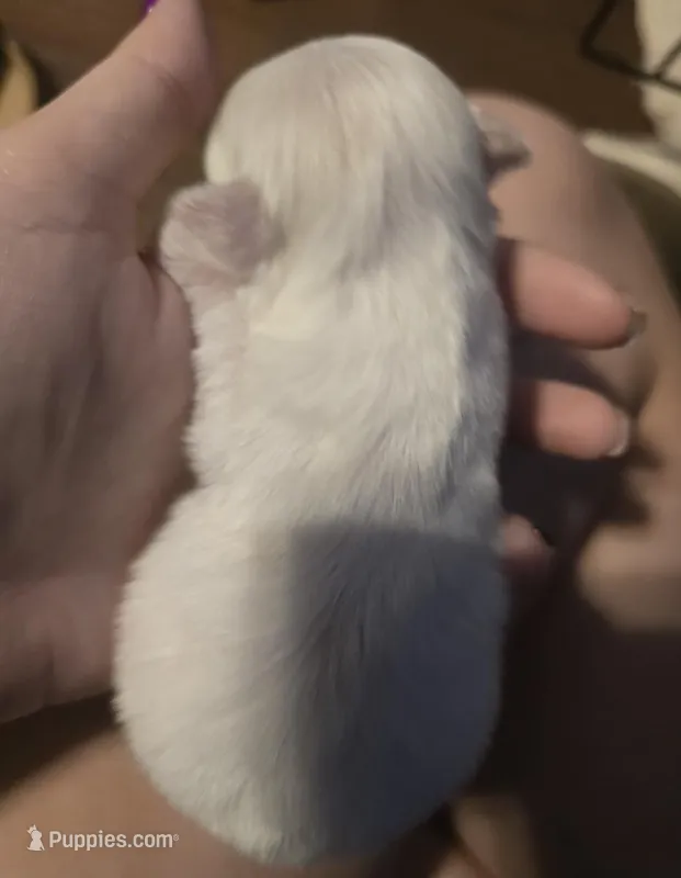 Fin – Morkie puppy for sale in West Liberty, KY