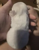 Fin, a male Morkie for sale in West Liberty, KY – Photo 1 of 2