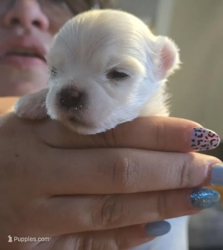 Fin – Morkie puppy for sale in West Liberty, KY