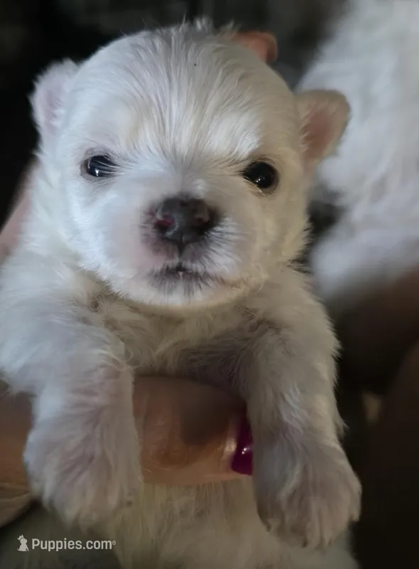 Fin – Morkie puppy for sale in West Liberty, KY