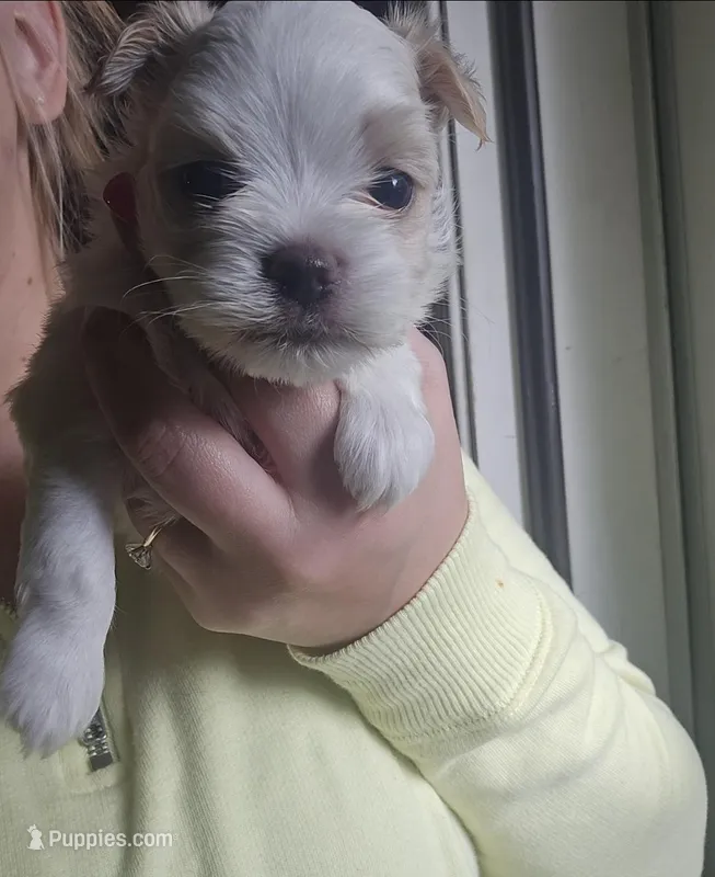Echo – Morkie puppy for sale in West Liberty, KY