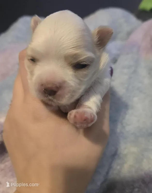 Echo – Morkie puppy for sale in West Liberty, KY