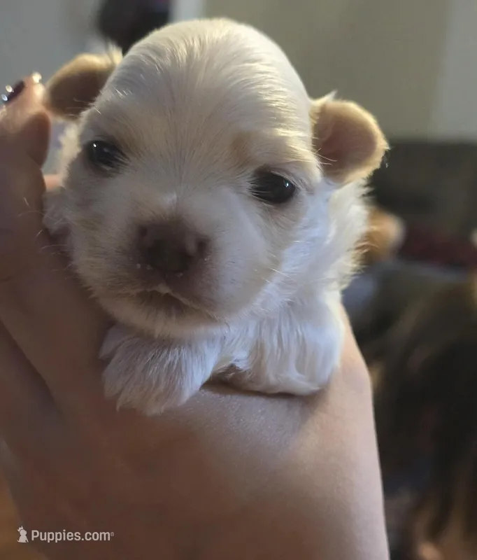 Echo – Morkie puppy for sale in West Liberty, KY