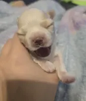 Echo, a male Morkie for sale in West Liberty, KY – Photo 2 of 3