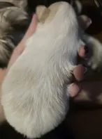 Echo, a male Morkie for sale in West Liberty, KY – Photo 3 of 3