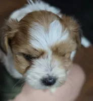 Jackson, a male Morkie for sale in West Liberty, KY – 2 of 3