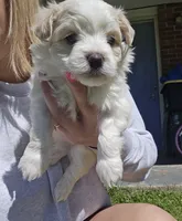 Snowy , a male Morkie for sale in West Liberty, KY – 1 of 4
