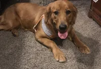 Jase , a male Golden Retriever for sale in West Liberty, KY – Photo 5 of 9