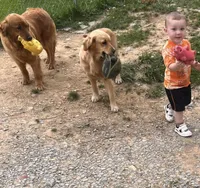 Jase , a male Golden Retriever for sale in West Liberty, KY – Photo 4 of 9