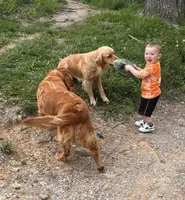 Jase , a male Golden Retriever for sale in West Liberty, KY – Photo 8 of 9