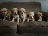 Jase , a male Golden Retriever for sale in West Liberty, KY – Photo 2 of 9