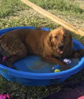 Jase , a male Golden Retriever for sale in West Liberty, KY – Photo 3 of 9