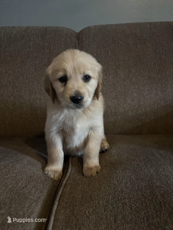 Jase  – Golden Retriever puppy for sale in West Liberty, KY