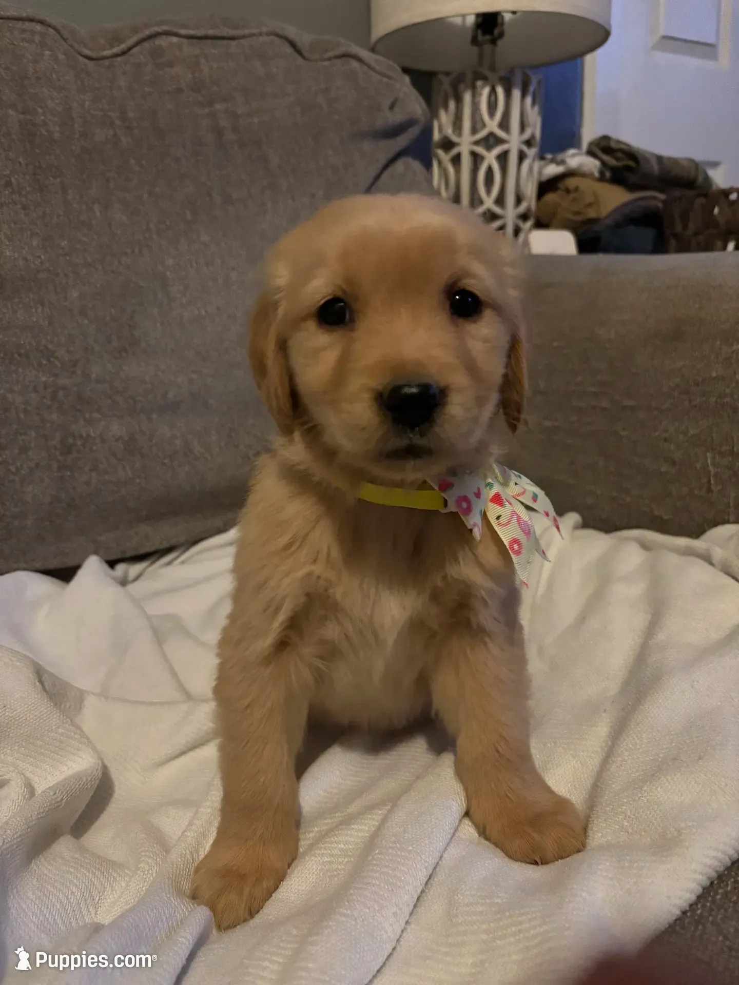 Dolly , a female Golden Retriever for sale in West Liberty, KY – 1 of 8