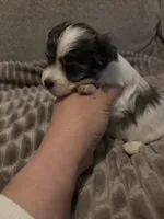 Zoe , a female Morkie for sale in West Liberty, KY – 2 of 2