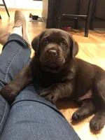 Handsome ☘️, a male Labrador Retriever for sale in Blacksburg, VA – 1 of 1