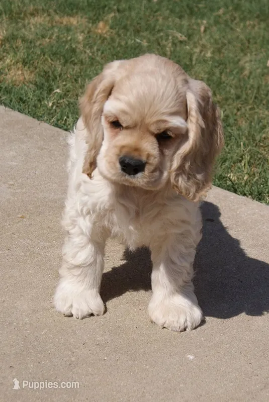 Sweet Boy – Cocker Spaniel puppy for sale in Blacksburg, VA