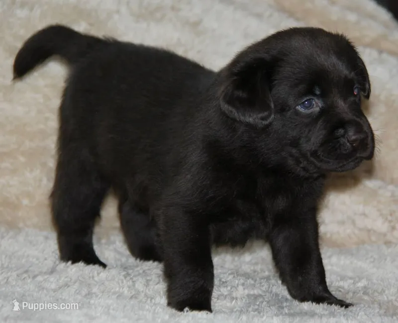 Handsome ☘️ – Labrador Retriever puppy for sale in Blacksburg, VA