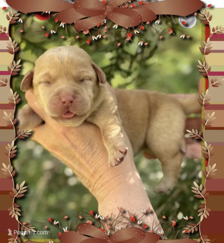 Thanksgiving Baby🦃 – Labrador Retriever puppy for sale in Blacksburg, VA