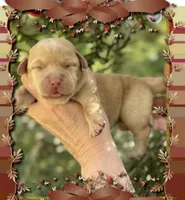 Thanksgiving Baby🦃, a female Labrador Retriever for sale in Blacksburg, VA – 1 of 1