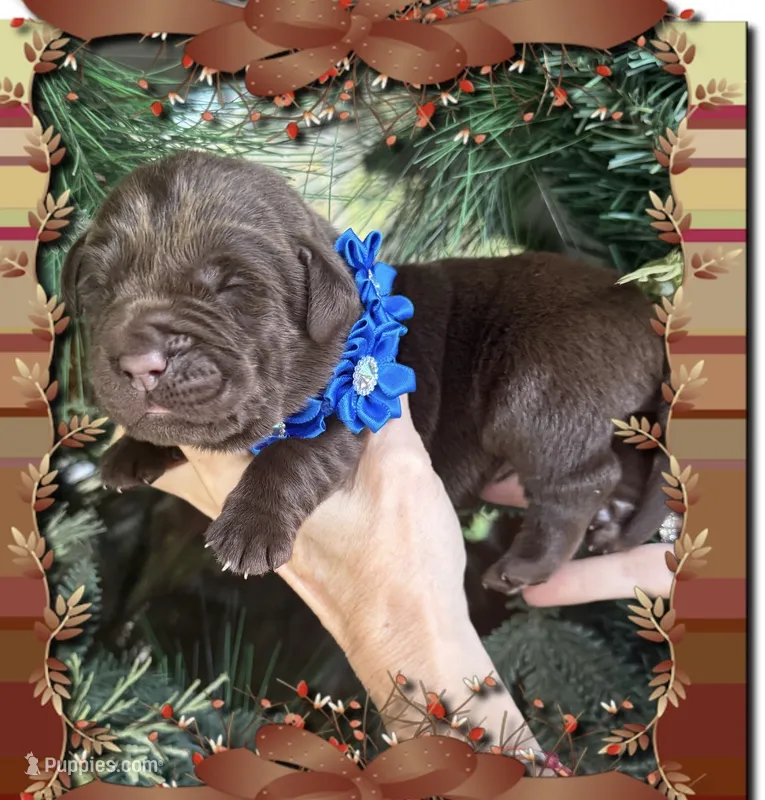 Chocolate Baby – Labrador Retriever puppy for sale in Blacksburg, VA