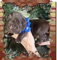 Chocolate Baby, a male Labrador Retriever for sale in Blacksburg, VA – 1 of 1