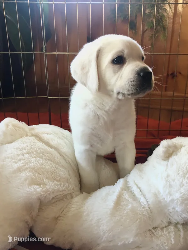 BEAUTY – Labrador Retriever puppy for sale in Blacksburg, VA