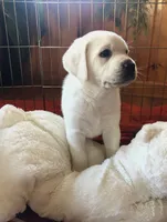 BEAUTY, a female Labrador Retriever for sale in Blacksburg, VA – 1 of 1