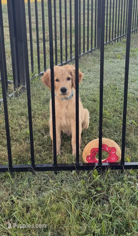 Komet – Golden Retriever puppy for sale in Clarksville, TN