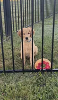 Komet, a male Golden Retriever for sale in Clarksville, TN – 1 of 1