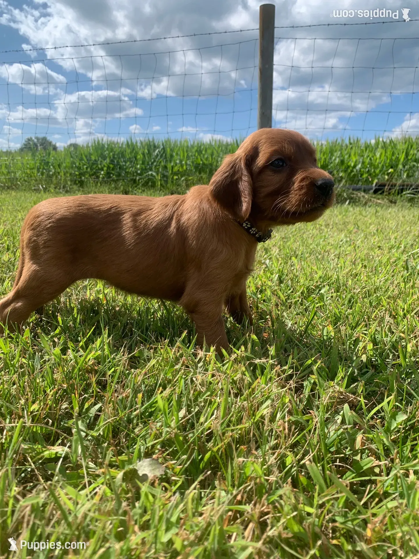 Misty , a female Irish Setter for sale in Harrisonburg, VA – 3 of 6