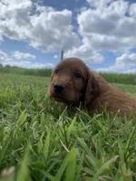 Saber, a male Irish Setter for sale in Harrisonburg, VA – 2 of 5
