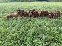 Coral, a female Irish Setter for sale in Harrisonburg, VA – 6 of 6