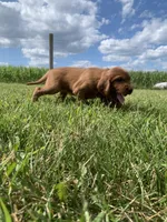 Coral, a female Irish Setter for sale in Harrisonburg, VA – 5 of 6
