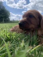 Arwen , a female Irish Setter for sale in Harrisonburg, VA – 1 of 5