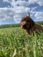 Misty , a female Irish Setter for sale in Harrisonburg, VA – 4 of 6