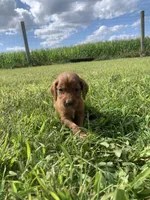 Beau, a male Irish Setter for sale in Harrisonburg, VA – 2 of 4