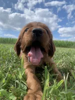 Coral, a female Irish Setter for sale in Harrisonburg, VA – 4 of 6