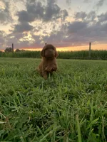 Pepper, a female Irish Setter for sale in Harrisonburg, VA – 4 of 5