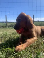 Scarlett , a female Irish Setter for sale in Harrisonburg, VA – 2 of 10