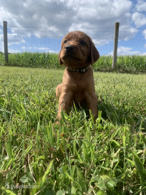Misty  – Irish Setter puppy for sale in Harrisonburg, VA