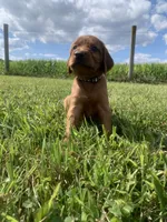 Misty , a female Irish Setter for sale in Harrisonburg, VA – 1 of 6