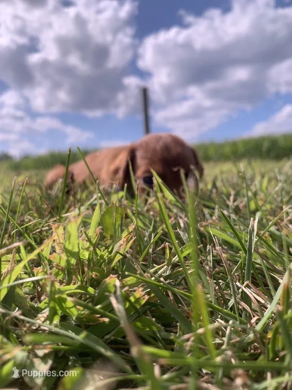 Lariat – Irish Setter puppy for sale in Harrisonburg, VA
